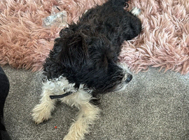Jackapoo 2 yrs old