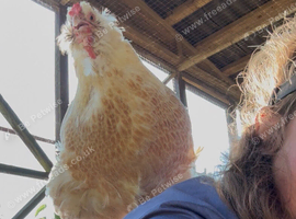 Cuddly Hens - Faverolles x Orpington & Gingernut Ranger