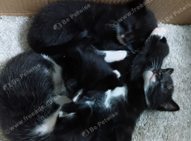 4 Adorable 8-Week-Old Kittens Looking for Their Forever Homes!