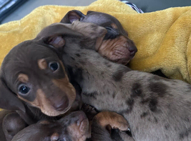 Miniature Dachshund
