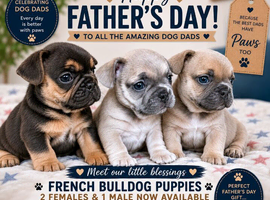3 adorable pups waiting for their forever homes