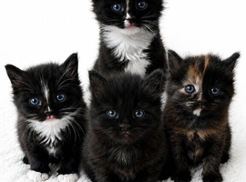 Fluffy kittens for sale