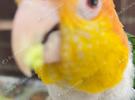 Stunning white bellied caique  parrot for sale