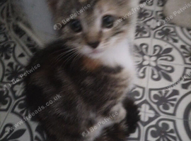 Beautiful kitten for sale
