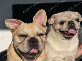 French bull dog & Pug