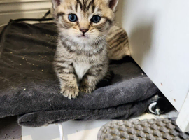 Tabby British shorthair