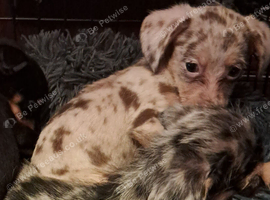 Jackawawa   puppies