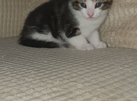 kittens with blue eyes