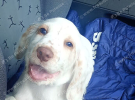 Female Cocker Spaniel Pup