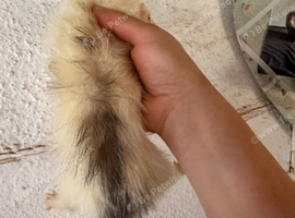 Rare semi angora marked white