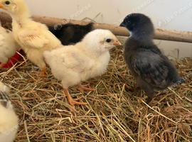 Hybrid baby chicks (HENS)