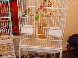 Cockatiel