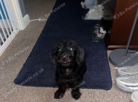 Milo dash hound cross toy poodle