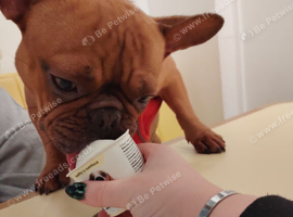 Frenchie 18 months old