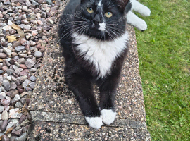 Black/ white long hair female cat