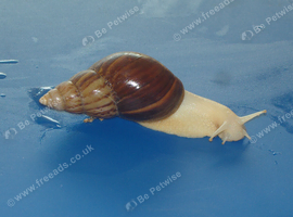 JADE GIANT AFRICAN LAND SNAILS