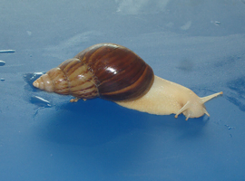 JADE GIANT AFRICAN LAND SNAILS