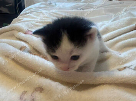 Manx kittens for sale