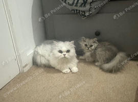 Scottish fold x Persian kittens
