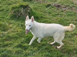 Siberian husky