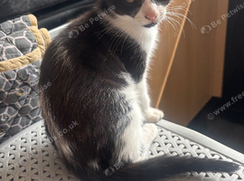Kittens black/tuxedo