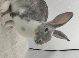 2 lovely mini rex