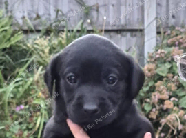 Labrador pups