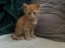 1/2 Maine coon x 1/2 British shorthair kittens