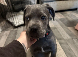 Cane corso female 11 weeks old
