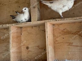 2 Grizzle racing pigeons &pound;30 for the 2 RPRA rings