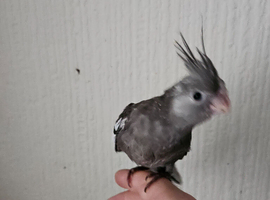 Cockatiel chicks hand tame