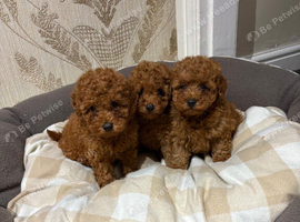 Toy poodle puppies
