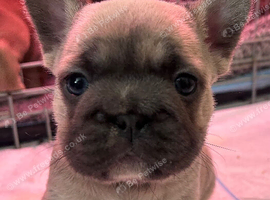 Big rope 2 stunning French bulldog puppies big rope