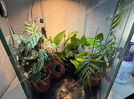 Giganterra HIVE L Gecko Vivarium Complete Setup - Plants, Vines, UVB & Heat Light