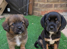 Cavajack X Pomeranian puppies