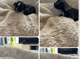KC Chinese crested puppies for sale