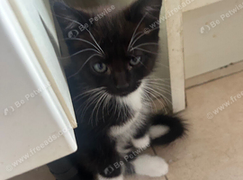 4 beautiful male kittens ready now