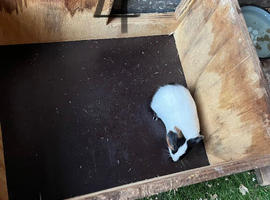 Baby guinea pigs for new homes