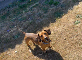 2 male dachshunds