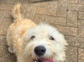 Glen of Imaal terrier male 1 year
