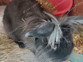 Male lionhead mix rabbits