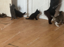 Kitten