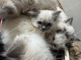 Pure Breed Ragdolls x 6 Grey Mitted