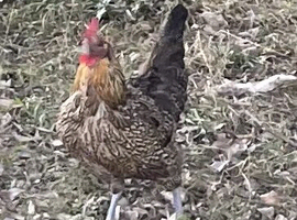 Bantam pullets available