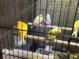 Mixed canary&rsquo;s