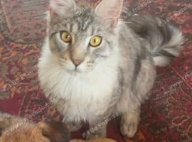 Male entire Maine coon