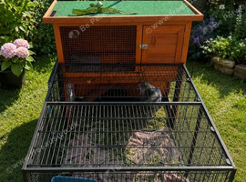Two female bunnies