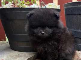 3 stunning Pomeranian pups ready to go