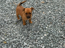 Jack Russell puppies