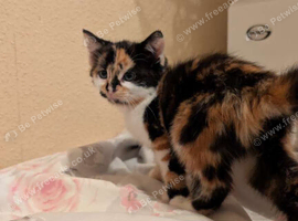 girl kitten